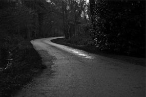 Black and white road and trees