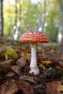 toxic red fly agaric mushroom