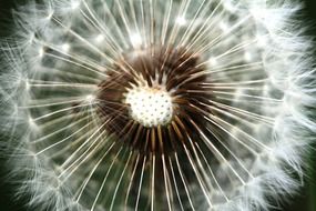 brown dandelion seeds on a stalk