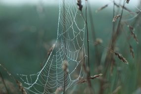 morning cobweb at summer meadow