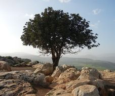 tree lonely on rocks