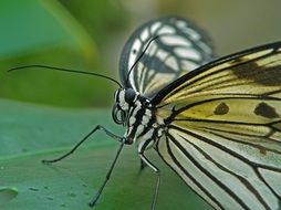 black and white butterfly, macro