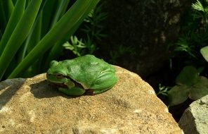 green tree frog on rock close-up