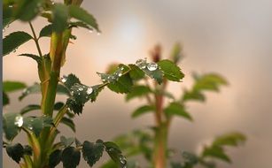 dewdrops on a rosebush