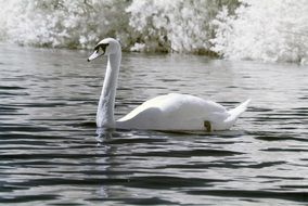 swan swimming black and white portrait