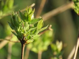 green shoots of lilac