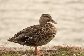 mallard duck at the lake