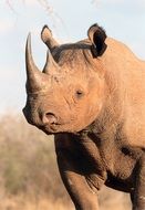 rhino with big horn