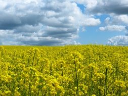 crop of oilseed rape on a cloudy day