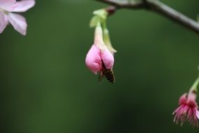 pink flower buds on a tree branch