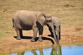 african elephant drinking water