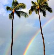 Hawaiian palms on the background of the rainbow