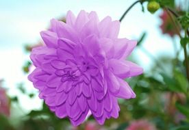 close-up photo of light purple dahlia