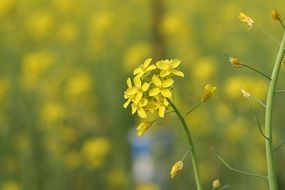 yellow flowers of the mustard