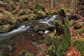 forest wild stream autumn mood