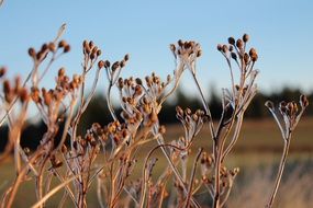 glassy grass in the frost close up