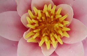Macro photo of the pink and yellow water lily
