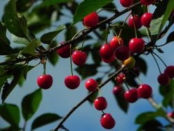 sour morello cherries on a tree close up