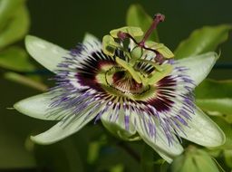 exotic passionflower close up