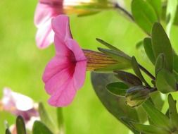pink bells in the field