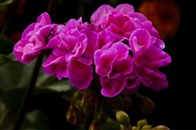 bright pink lush geranium closeup