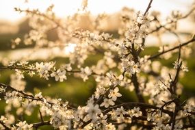 flowering tree branches in springtime