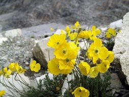 yellow alpine poppies