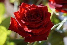 Red velvet rose in the sunlight