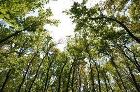 green forest is a source of oxygen