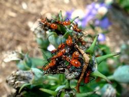 insects swarm