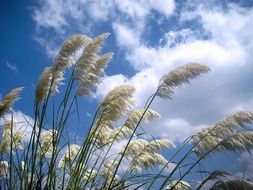 Grasses in windy day