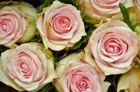 White and pink roses