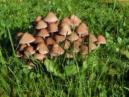 very beautiful mushrooms