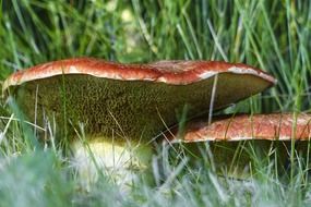 Wild mushrooms in the grass in autumn