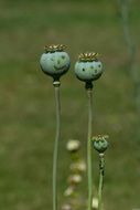 green poppies flowers