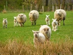a flock of sheep in the meadow