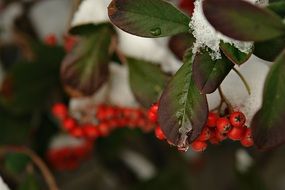 red berries in the snow on a tree in winter on a blurred background