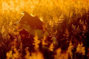 border collie in the sunset