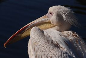 portrait of a great white pelican