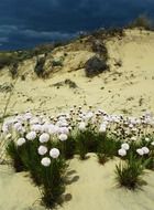 dunes wildflowers in Spain