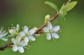 White flowers on the branch