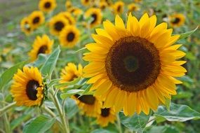 picturesque yellow sunflowers