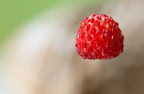 small wild strawberry