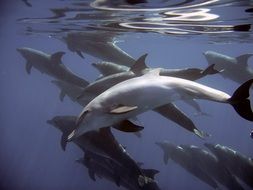 Dolphins are swimming underwater