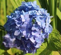 closeup view of blue hydrangea blossom