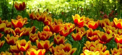 field of spring tulips