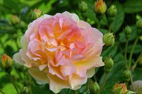 beautiful and delightful multi coloured rose