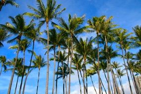 green palm trees on the island