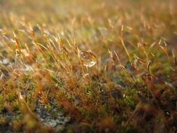 Sunlight on the fungi
