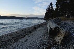 Tree on the shore